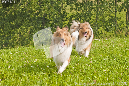 Image of Collie dogs