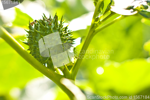 Image of thornapple