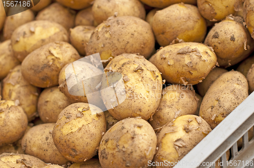 Image of potato in box