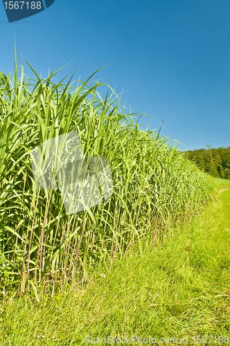 Image of switch grass