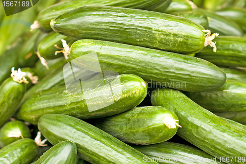 Image of cucumber