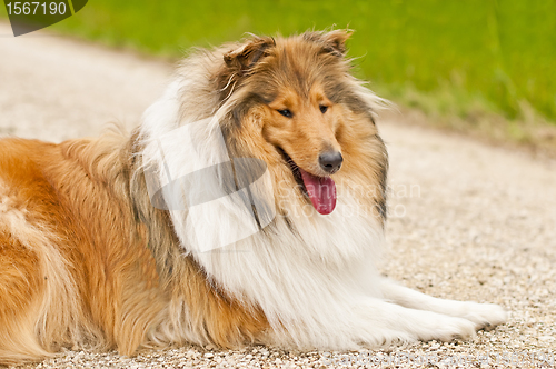 Image of collie