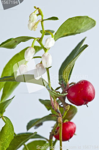 Image of Gaultheria procumbens engl