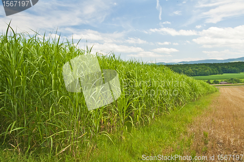 Image of switch grass