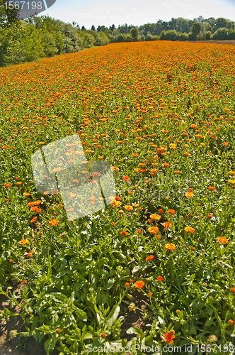 Image of marigold field