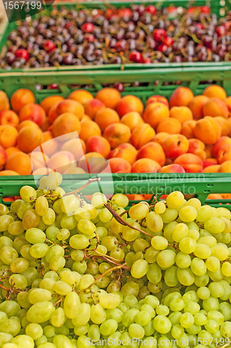Image of grapevine