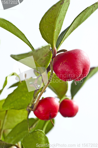 Image of Gaultheria procumbens engl