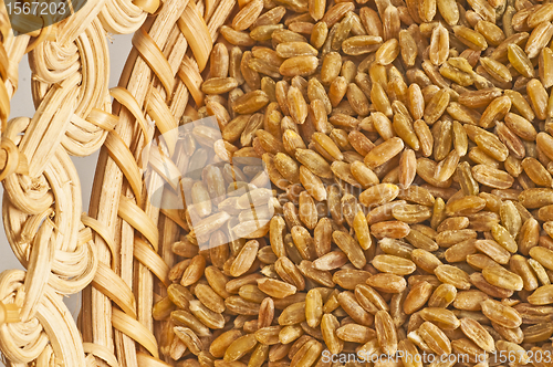 Image of 	 unripe spelt grain