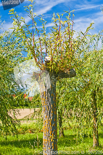 Image of pollarded willow