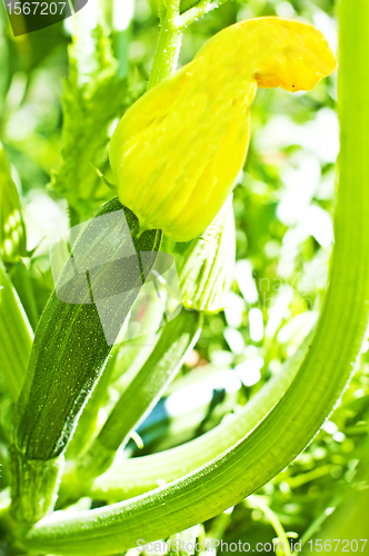Image of zucchini