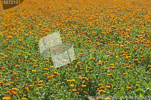 Image of marigold field