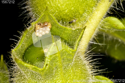 Image of eggs of a sloe bug