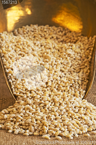 Image of barley pearls