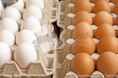Image of egg