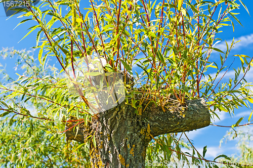 Image of pollarded willow