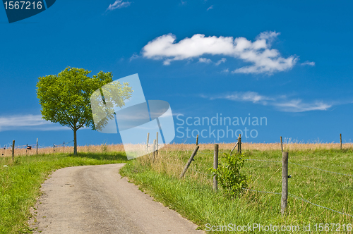 Image of tree in summertime