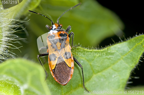 Image of bug Coryzus hyoscyami L.