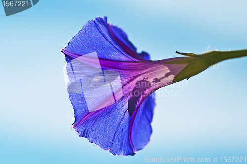 Image of morning glory