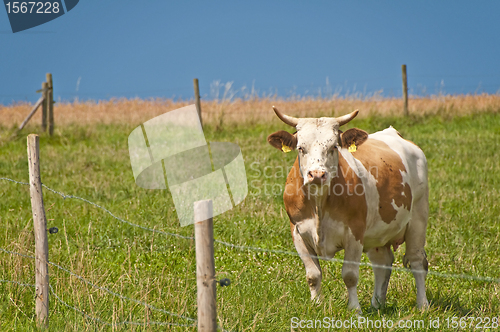 Image of cow