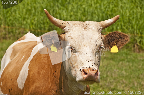 Image of cow