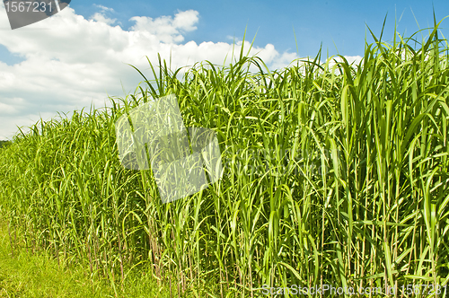 Image of switch grass