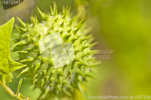 Image of thornapple