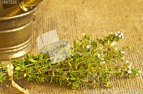 Image of thyme