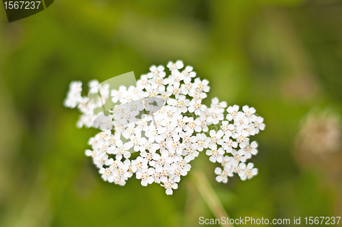 Image of common yarrow