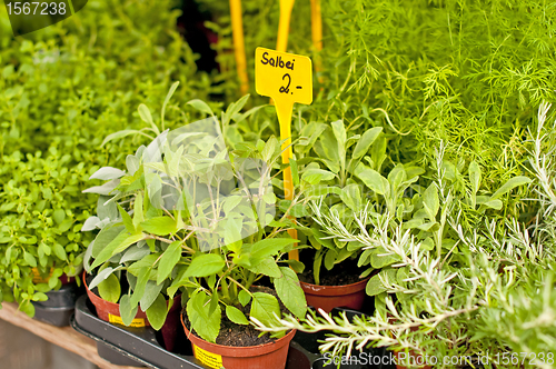 Image of kitchen herbs