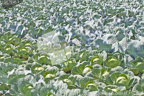 Image of cultivation of blue kale