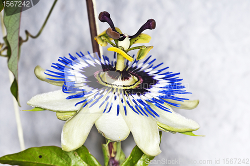 Image of passion flower