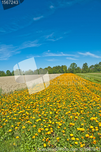 Image of marigold field