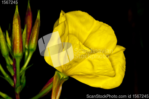 Image of evening primrose