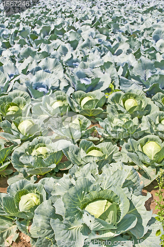 Image of cultivation of kale