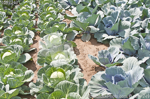 Image of cultivation of kale