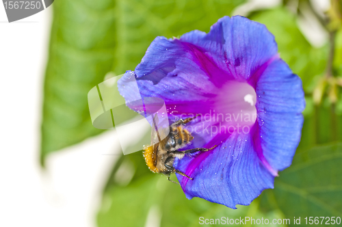 Image of bumble bee on morning glory