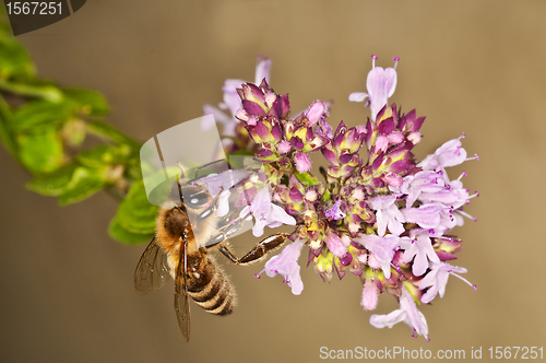 Image of bee on majoram