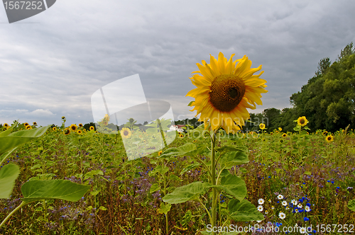 Image of meadow with flowers