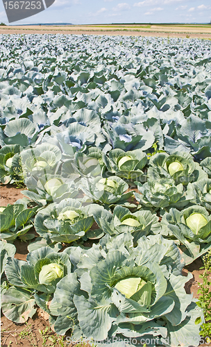 Image of cultivation of kale