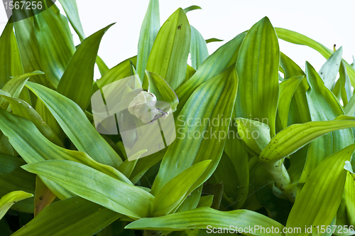 Image of Bejing Grass