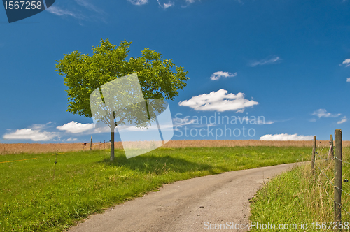 Image of tree in summertime
