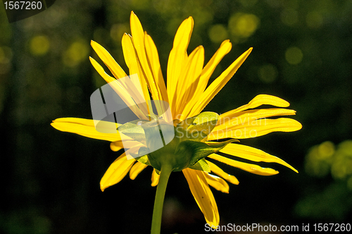 Image of blossom in back-light