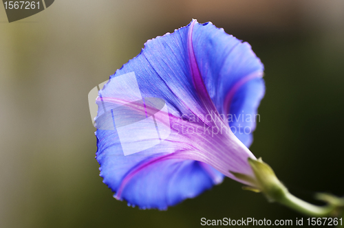 Image of morning glory