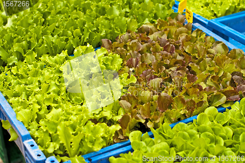 Image of seedlings of salad