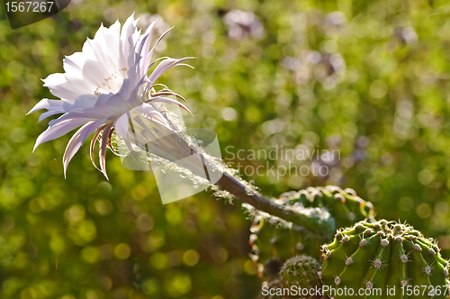 Image of Echinopsis eyriesii