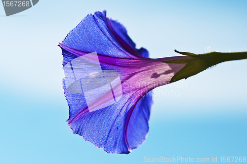 Image of morning glory