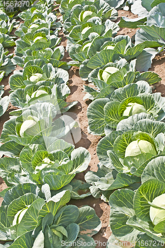 Image of cultivation of kale