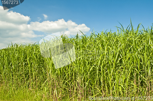 Image of switch grass