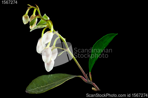 Image of Gaultheria procumbens engl