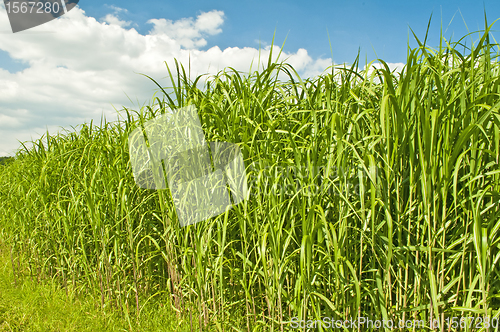 Image of switch grass